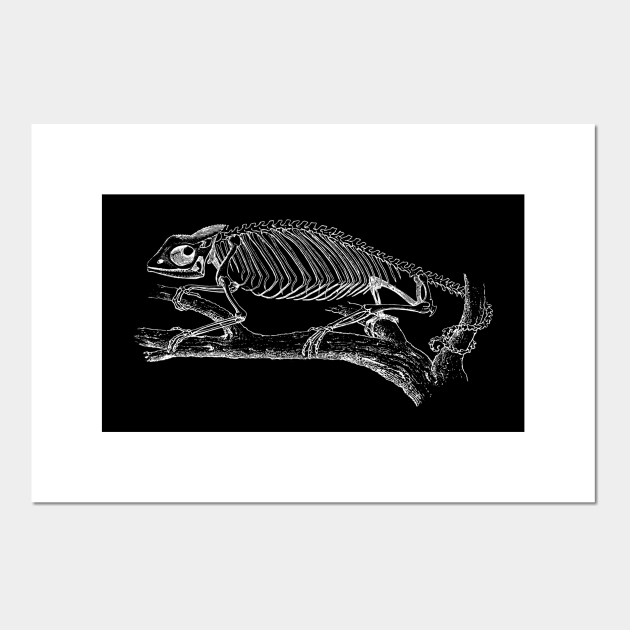 Chameleon Skeleton - Chameleon - Posters and Art Prints | TeePublic